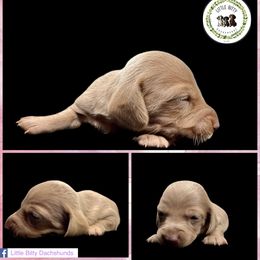 Isabella based Red Female - Red female Dachshund puppy in Tecumseh, Oklahoma from Little Bitty Dachshunds