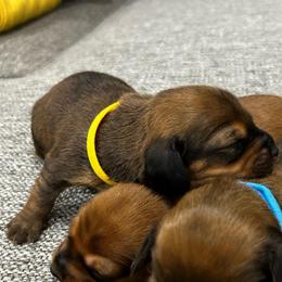 Girl 5 - Sable female Dachshund puppy in Miami, Florida from Marble Dachshunds