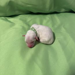Bingo - White male Coton de Tulear puppy in Timber, Oregon from Sterling’s Sweet Cotons