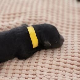 Pumi Puppies from Marylynn Carrasco