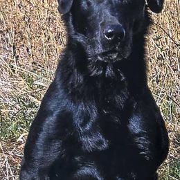 Labrador Retrievers from Caprock Labs