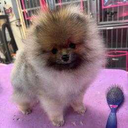 Cosmo - Pomeranian