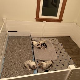 "Starting up the potty box for potty training " Australian Shepherd Puppies from Mezzo Australian Shepherds