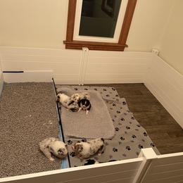 "Starting up the potty box for potty training " Australian Shepherd Puppies from Mezzo Australian Shepherds