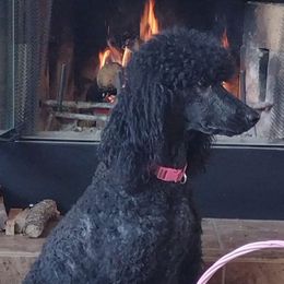Poodles and Teddy Roosevelt Terriers from Shimmering Kennels