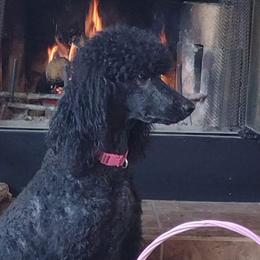 Poodles and Teddy Roosevelt Terriers from Shimmering Kennels