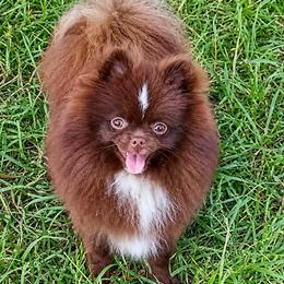 Shilo - Pomeranian
