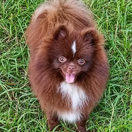 Shilo - Pomeranian