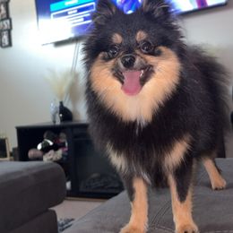 Coco - Pomeranian