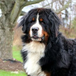 Bernese Mountain Dogs from Bravura Bernese Mountain Dog