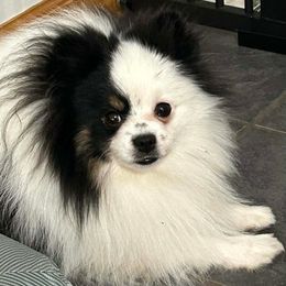 Ritz - Tri-colored male Pomeranian puppy in Douglas, Massachusetts from Country Oak Poms LLC