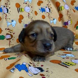 Fendi - Red female Dachshund puppy in Waseca, Minnesota from Dragonfly Doxies