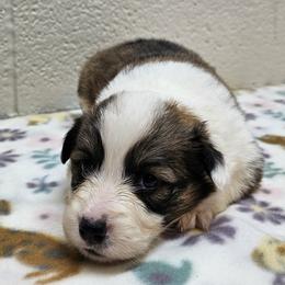 Fiyero - Red male Pembroke Welsh Corgi puppy in Castle Rock, Washington from Heckman Corgis