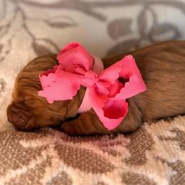 Goldie - Dark golden female Golden Retriever puppy in Moses Lake, Washington from Dune Lakes Goldens