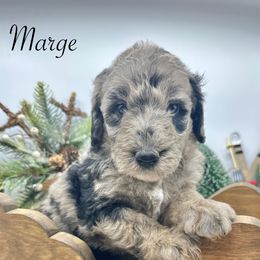 Marge - Merle female Sheepadoodle puppy in Thornville, Ohio from Four Front Doodles & Friends