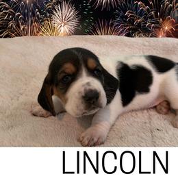 Basset Hound Puppies from Liberty Bassets