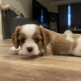Cavalier King Charles Spaniel Puppies from Mia Loves Kingston Cavaliers