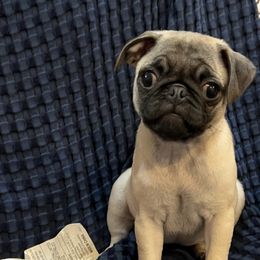 Miss Prisd - Fawn female Pug puppy in Liberty, South Carolina from Garrick’s Precious Pugs