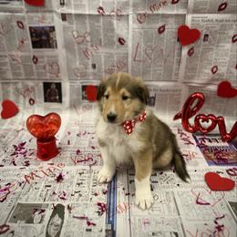 Vecna - Sable male Collie puppy in Chilhowie, Virginia from Jolly Collies