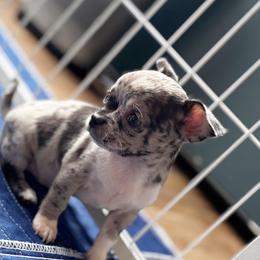 Chihuahua Puppies from Cloud9 Chihuahuas