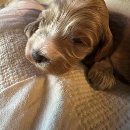 Girl 1 - Red  female Goldendoodle puppy in Glendale, Arizona from Follow Your Bliss Doodles