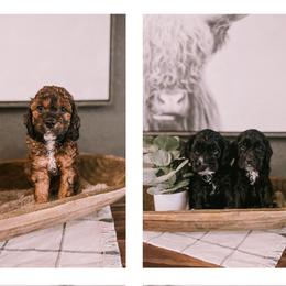 Cockapoos from TheCockapooCroo