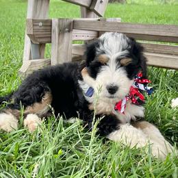 Freedom - Tri-color female Bernedoodle puppy in Kansas City, Missouri from Beary GoldenDoodles