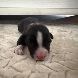 Badger - Black and white male American Corgi puppy in Decatur, Texas from Bar S Corgis