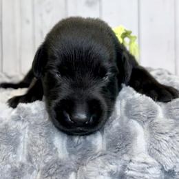 Lime Green Collar Black Male - Black male Labrador Retriever puppy in Gainesville, Georgia from Rucker Retrievers