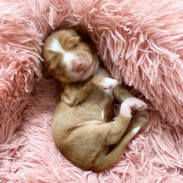 Tito - Wheaten male Dachshund puppy in Trenton, Florida from Tweenie Weenie Dachshunds