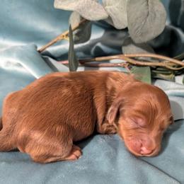 Girl 3 - Red female Dachshund puppy in Mt. Sterling, Illinois from Doxie Do's