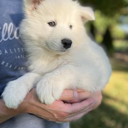 Samoyed Puppies from Sugar Sweet Samoyeds