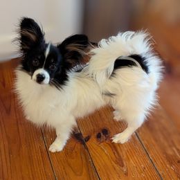 Apollo - Black red and white male Papillon puppy in Blythewood, South Carolina from Southern Peach