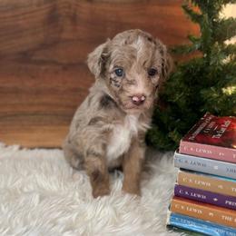 Susan - White and red merle female Bordoodle puppy in Valley Center, California from Circle R Valley Bordoodls
