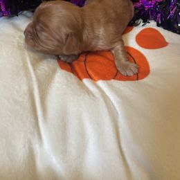 Kingston - Ruby male Cavalier King Charles Spaniel puppy in Sacramento, California from Point of Grace Cavaliers