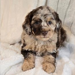Moana - Brown merle female Aussiedoodle puppy in Cleveland, Georgia from Jam's Doodles And Poodles