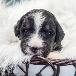 Purple - Tri-color female Bernedoodle puppy in Marne, Michigan from MI Doodles