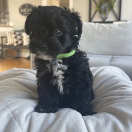 Yorkipoo Puppies from Bossman Yorkipoos