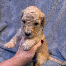 H25 Male Light Blue Collar - Red  male Goldendoodle puppy in Cape Coral, Florida from GoldenDoodles Cape Coral