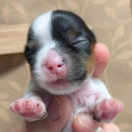 Maggie (Magnificent) - Parti female Yorkshire Terrier puppy in Gatesville, Texas from KontryKritterz Yorkies
