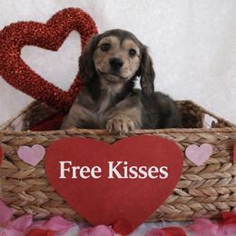 Marcie - Cream female Dachshund puppy in Texarkana, Texas from Millys Pups