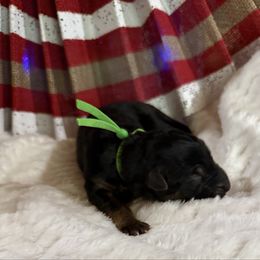Oden - Black and red male German Shepherd puppy in Hillsboro, Indiana from Salty Raccoon Ranch German Shepherds