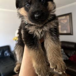 Blue - Black and red male German Shepherd puppy in Sacramento, California from Von Blackwolf German Shepherds