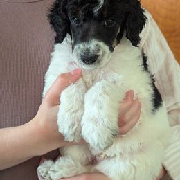 Poodle Puppies from New Hope Standard Poodles