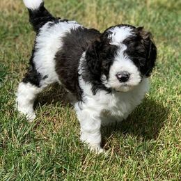Goldendoodle Puppies from Amazing Grace Doodles