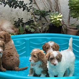 Double Doodles and Goldendoodles from Super Double Doodles