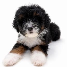 Willow - female Golden Mountain Doodle puppy in Springfield, Ohio from Dawson's Royal Companions