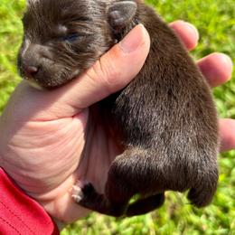 Boy 1 - Liver male Miniature Schnauzer puppy in Alabama from Little River Miniature Schnauzers