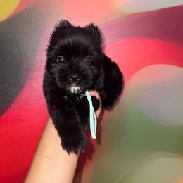 Ash - Liver male Yorkshire Terrier puppy in Flowood, Mississippi from Prissy PawPals