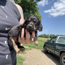 Purple collar - Black and tan female Dachshund puppy in Mount Vernon, Ohio from Double A Dachshunds
